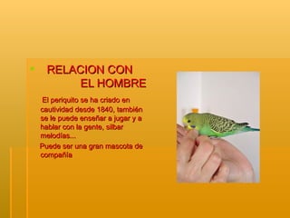 RELACION CON  EL HOMBRE El periquito se ha criado en cautividad desde 1840, también se le puede enseñar a jugar y a hablar con la gente, silbar melodías... Puede ser una gran mascota de compañía 