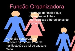 Função Organizadora Trata-se do “molde”que determina as linhas morfológicas e hereditárias do corpo físico. A função conservadora preserva os mecanismos de manifestação da lei de causa e efeito. 
