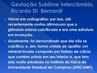  Visível em radiografias; por isso, até
recentemente muitos afirmavam que a
glândula estava calcificada e era uma estrutura
em involução.
 Atualmente, foi demonstrado que ela não se
calcifica; e, sim, forma cristais de apatita: um
mineral incolor composto por fosfato de cálcio
que contém urânio em seu interior e, que tem
sido muito estudado no Instituto de Física da
Universidade Estadual de Campinas (UNICAMP).
 