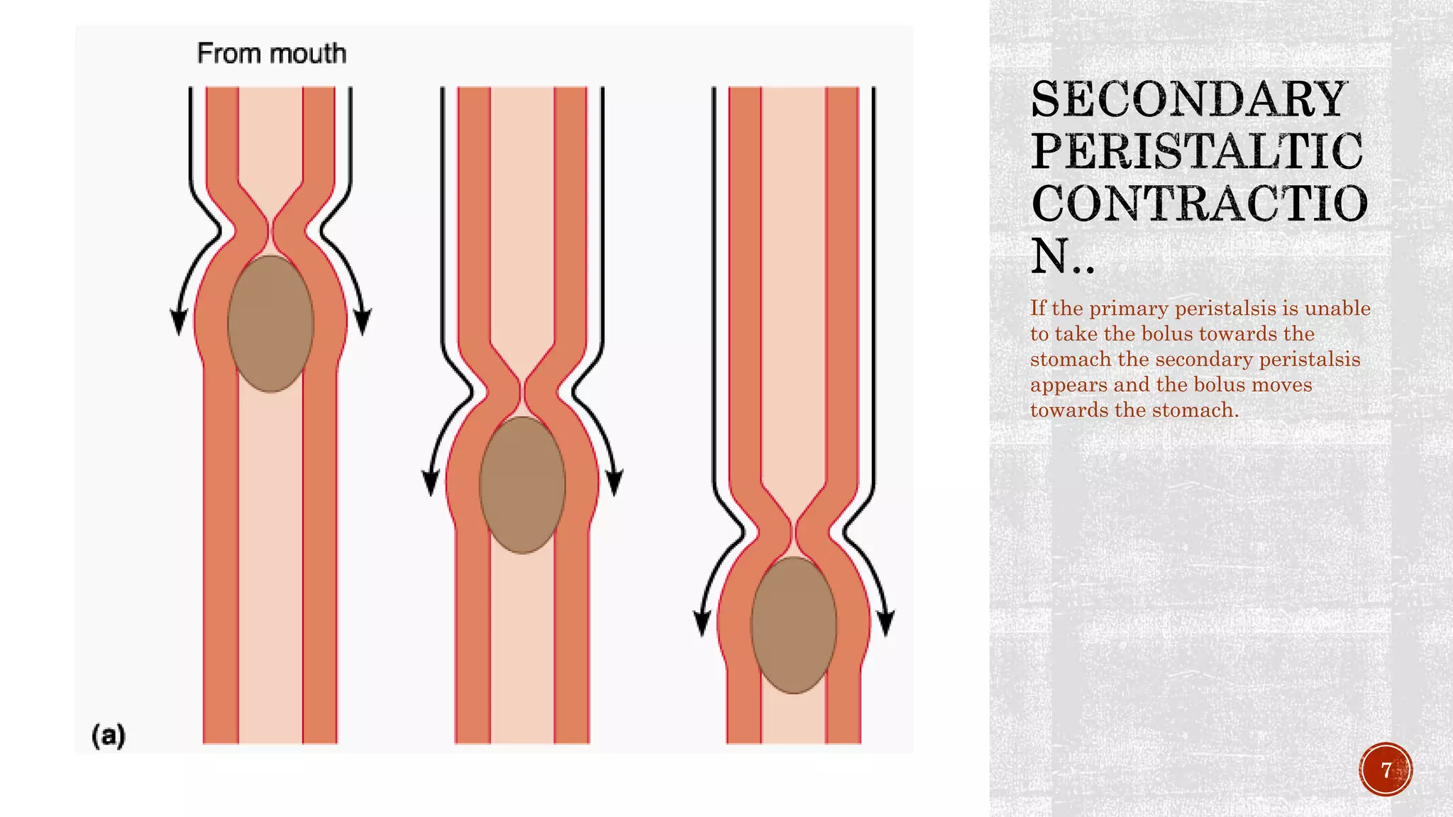 Peristalsis | PPTX