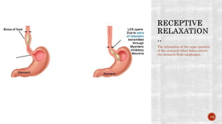 The relaxation of the uppe rportion
of the stomach when bolus enters
the stomach from esophagus.
10
 
