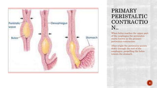 When bolus reaches the upper part
of the esophagus the peristalsis
starts known as the primary
peristalsis contraction.
After origin the peristalsis passes
down through the rest of the
esophagus, propelling the bolus
towars the stomach.
6
 