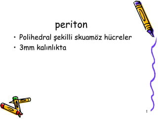 periton
• Polihedral şekilli skuamöz hücreler
• 3mm kalınlıkta




                                        1
 