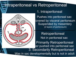 Peritoneal cavity and relations | PPT