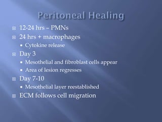  12-24 hrs – PMNs
 24 hrs + macrophages
 Cytokine release
 Day 3
 Mesothelial and fibroblast cells appear
 Area of lesion regresses
 Day 7-10
 Mesothelial layer reestablished
 ECM follows cell migration
 