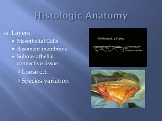  Layers
 Mesothelial Cells
 Basement membrane
 Submesothelial
connective tissue
 Loose c.t.
 Species variation
 