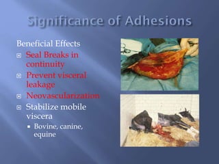 Beneficial Effects
 Seal Breaks in
continuity
 Prevent visceral
leakage
 Neovascularization
 Stabilize mobile
viscera
 Bovine, canine,
equine
 