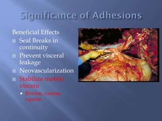 Beneficial Effects
 Seal Breaks in
continuity
 Prevent visceral
leakage
 Neovascularization
 Stabilize mobile
viscera
 Bovine, canine,
equine
 
