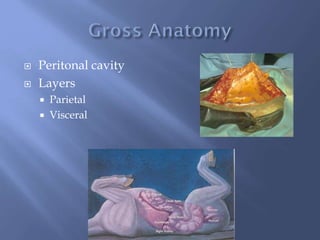  Peritonal cavity
 Layers
 Parietal
 Visceral
 