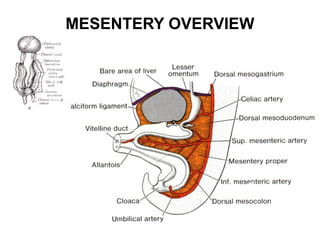 MESENTERY OVERVIEW

 