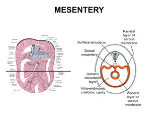 MESENTERY

 