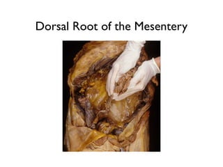 Dorsal Root of the Mesentery

 