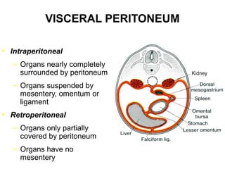VISCERAL PERITONEUM
• Intraperitoneal
– Organs nearly completely
surrounded by peritoneum
– Organs suspended by
mesentery, omentum or
ligament
• Retroperitoneal
– Organs only partially
covered by peritoneum
– Organs have no
mesentery

 