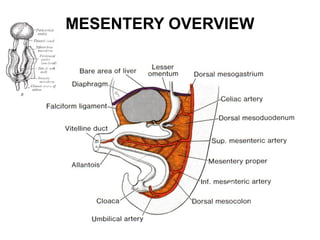 MESENTERY OVERVIEW

 