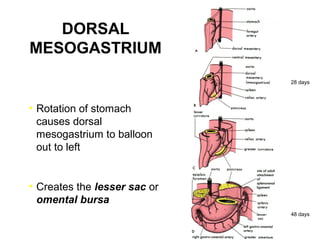 DORSAL
MESOGASTRIUM
28 days

• Rotation of stomach
causes dorsal
mesogastrium to balloon
out to left

• Creates the lesser sac or
omental bursa
48 days

 