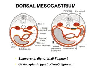 DORSAL MESOGASTRIUM

• Splenorenal (lienorenal) ligament
• Gastrosplenic (gastrolienal) ligament

 