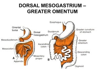 DORSAL MESOGASTRIUM –
GREATER OMENTUM

 