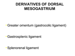 DERIVATIVES OF DORSAL
MESOGASTRIUM

• Greater omentum (gastrocolic ligament)
• Gastrosplenic ligament
• Splenorenal ligament

 