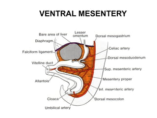 VENTRAL MESENTERY

 