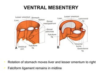 VENTRAL MESENTERY

• Rotation of stomach moves liver and lesser omentum to right
• Falciform ligament remains in midline

 