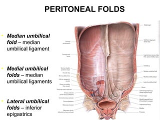 PERITONEAL FOLDS
• Median umbilical
fold – median
umbilical ligament

• Medial umbilical
folds – median
umbilical ligaments

• Lateral umbilical
folds – inferior
epigastrics

 