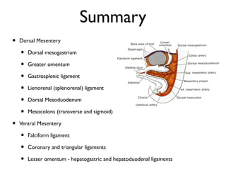 Summary
•

Dorsal Mesentery

•
•
•
•
•
•
•

Dorsal mesogastrium
Greater omentum
Gastrosplenic ligament
Lienorenal (splenorenal) ligament
Dorsal Mesoduodenum
Mesocolons (transverse and sigmoid)

Ventral Mesentery

•
•
•

Falciform ligament
Coronary and triangular ligaments
Lesser omentum - hepatogastric and hepatoduodenal ligaments

 
