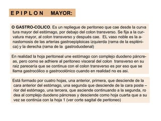 EPIPLON              MAYOR:

O GASTRO-COLICO. Es un repliegue de peritoneo que cae desde la curva
tura mayor del estómago, por debajo del colon transverso. Se fija a la cur-
vatura mayor, al colon transverso y después cae. EL vaso noble es la a-
nastomosis de las arterias gastroepiploicas izquierda (rama de la espléni-
ca) y la derecha (rama de la gastroduodenal)

En realidad la hoja peritoneal une estómago con complejo duodeno páncre-
as, pero como se adhiere al peritoneo visceral del colon transverso en su
raiz parecería que se continua con el colon transverso es por eso que se
llama gastrocólico o gastrocolónico cuando en realidad no es asi.

Está formado por cuatro hojas, una anterior, primera, que desciende de la
cara anterior del estómago, una segunda que desciende de la cara poste –
rior del estómago, una tercera, que asciende continuando a la segunda, ro
dea al complejo duodeno páncreas y desciende como hoja cuarta que a su
vez se continúa con la hoja 1 (ver corte sagital de peritoneo)
 