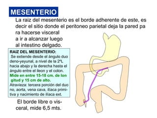 MESENTERIO
   La raiz del mesenterio es el borde adherente de este, es
   decir el sitio donde el peritoneo parietal deja la pared pa
   ra hacerse visceral
   a ir a alcanzar luego
   al intestino delgado.
RAIZ DEL MESENTERIO:
 Se extiende desde el ángulo duo
deno-yeyunal, a nivel de la 2ºL
hacia abajo y la derecha hasta el
ángulo entre el ileon y el colon.
Mide en entre 15-18 cm. de lon
 gitud y 15 cm de alto.
Atravieza: tercera porción del duo
no, aorta, vena cava, ilíaca primi-
tiva y nacimiento de ilíaca ext.
    El borde libre o vis-
   ceral, mide 6,5 mts.
 