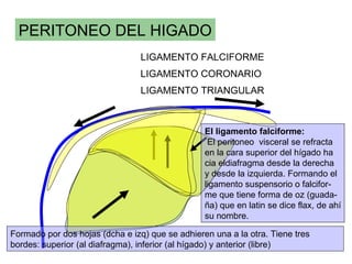 PERITONEO DEL HIGADO
                                 LIGAMENTO FALCIFORME
                                 LIGAMENTO CORONARIO
                                 LIGAMENTO TRIANGULAR



                                                 El ligamento falciforme:
                                                  El peritoneo visceral se refracta
                                                 en la cara superior del hígado ha
                                                 cia eldiafragma desde la derecha
                                                 y desde la izquierda. Formando el
                                                 ligamento suspensorio o falcifor-
                                                 me que tiene forma de oz (guada-
                                                 ña) que en latin se dice flax, de ahí
                                                 su nombre.

Formado por dos hojas (dcha e izq) que se adhieren una a la otra. Tiene tres
bordes: superior (al diafragma), inferior (al hígado) y anterior (libre)
 