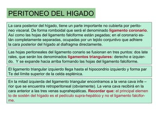 PERITONEO DEL HIGADO
La cara posterior del hígado, tiene un parte importante no cubierta por perito-
neo visceral. De forma romboidal que será el denominado ligamento coronario.
Así como las hojas del ligamento falciforme están pegadas; en el coronario es-
tán completamente separadas, ocupadas por un tejido conjuntivo que adhiere
la cara posterior del hígado al diafragma directamente.
Las hojas peritoneales del ligamento conario se fusionan en tres puntos: dos late
rales, que serán los denominados ligamentos triangulares: derecho e izquier-
do. Y se expande hacia arriba formando las hojas del ligamento falciforme.
El ligamento triangular izquierdo llega hasta el hipocondrio izquierdo y forma par
Te del límite superior de la celda esplénica.
En la mitad izquierda del ligamento triangular encontramos a la vena cava infe –
rior que se encuentra retroperitoneal (obviamente). La vena cava recibirá en la
cara anterior a las tres venas suprahepáticas. Recordar que: el principal elemen
to de sostén del hígado es el pedículo supra-hepático y no el ligamento falcifor-
me.
 