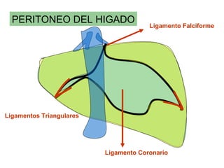 PERITONEO DEL HIGADO
                                       Ligamento Falciforme




Ligamentos Triangulares




                          Ligamento Coronario
 