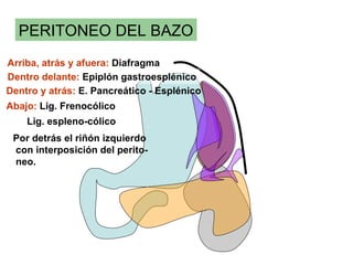 PERITONEO DEL BAZO
Arriba, atrás y afuera: Diafragma
Dentro delante: Epiplón gastroesplénico
Dentro y atrás: E. Pancreático - Esplénico
Abajo: Lig. Frenocólico
    Lig. espleno-cólico
 Por detrás el riñón izquierdo
 con interposición del perito-
 neo.
 