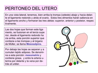 PERITONEO DEL UTERO
En una vista lateral, tenemos, bien arriba la trompa (celeste) abajo y hacia delan
te el ligamento redondo y atrás el ovario. Estos tres elmentos harán saliencia en
el ligamento ancho y formaran las tres aletas: superior, anterior y posteior, respec
tivamente.

Las dos hojas que forman este liga
mento, se fusionan en el tercio supe
rior, desde el ligamento redondo ha
cia arriba, esta porción superior que
contiene a las trompas y al órgano
de Müller, se llama Mesosalpinx.

Por debajo las hojas se separan y a
cumulan tejido adiposo. Se denomi-
na a esta porción: mesometrio y
contiene grasa, y entre la arteria u-
terina por delante y la vena por de-
trás al uréter.
 