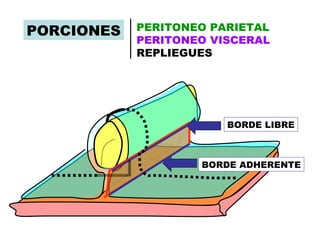 PORCIONES   PERITONEO PARIETAL
            PERITONEO VISCERAL
            REPLIEGUES




                        BORDE LIBRE



                    BORDE ADHERENTE
 