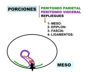 PORCIONES   PERITONEO PARIETAL
            PERITONEO VISCERAL
            REPLIEGUES

              1- MESO:
              2- EPIPLON:
              3- FASCIA:
              4- LIGAMENTOS:




                   MESO
 