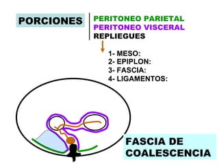 PORCIONES   PERITONEO PARIETAL
            PERITONEO VISCERAL
            REPLIEGUES

              1- MESO:
              2- EPIPLON:
              3- FASCIA:
              4- LIGAMENTOS:




                  FASCIA DE
                   EPIPLON
                  COALESCENCIA
 