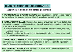 CLASIFICACION DE LOS ORGANOS:
     (Según su relación con la serosa peritoneal)

1- PERITONEALES O PERITONIZADOS: Son aquellos que tienen serosa visceral
(la mayoría de lós órganos de la cavidad tóraco-abdomino-pelviana)

2- EXTRAPERITONEALES: Son aquellos que se encuentran por fuera de la bolsa
 peritoneal, por ende no tienen peritoneo visceral, se apoyan por detrás o por deba
 jo del visceral: se dividen en:
   a- Retroperitoneales: por detrás del peritoneo parietal posterior: riñón, uréteres,
      grandes vasos, etc.
   b- Subperitoneales: por debajo del peritoneo parietal inferior: vejiga, últero, vagi.
      na, tercio inferior del recto

3- RETROPERITONIZADOS: Son aquellos que tienen peritoneo visceral, pero que
 por rotación y por coalescencia, este se fusionó al peritoneo parietal y parecen ser
 extrañeritoneales: complejo duodeno páncreas.

4- INTRAPERITONEALES: Son órganos que están dentro de la bolsa peritoneal,
 sin peritoneo visceral: sólo el ovario.
 