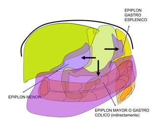 EPIPLON
                            GASTRO
                            ESPLENICO




EPIPLON MENOR


                EPIPLON MAYOR O GASTRO
                COLICO (indirectamente)
 