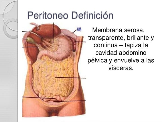 Image result for peritoneo