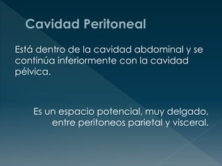 Está dentro de la cavidad abdominal y se
continúa inferiormente con la cavidad
pélvica.
Es un espacio potencial, muy delgado,
entre peritoneos parietal y visceral.
 