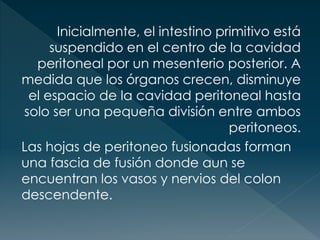 Inicialmente, el intestino primitivo está
suspendido en el centro de la cavidad
peritoneal por un mesenterio posterior. A
medida que los órganos crecen, disminuye
el espacio de la cavidad peritoneal hasta
solo ser una pequeña división entre ambos
peritoneos.
Las hojas de peritoneo fusionadas forman
una fascia de fusión donde aun se
encuentran los vasos y nervios del colon
descendente.
 