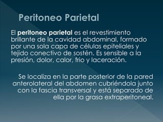 El peritoneo parietal es el revestimiento
brillante de la cavidad abdominal, formado
por una sola capa de células epiteliales y
tejido conectivo de sostén. Es sensible a la
presión, dolor, calor, frio y laceración.
Se localiza en la parte posterior de la pared
anterolateral del abdomen cubriéndola junto
con la fascia transversal y está separado de
ella por la grasa extraperitoneal.
 