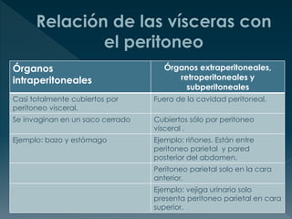 Órganos
intraperitoneales
Órganos extraperitoneales,
retroperitoneales y
subperitoneales
Casi totalmente cubiertos por
peritoneo visceral.
Fuera de la cavidad peritoneal.
Se invaginan en un saco cerrado Cubiertos sólo por peritoneo
visceral .
Ejemplo: bazo y estómago Ejemplo: riñones. Están entre
peritoneo parietal y pared
posterior del abdomen.
Peritoneo parietal solo en la cara
anterior.
Ejemplo: vejiga urinaria solo
presenta peritoneo parietal en cara
superior.
 
