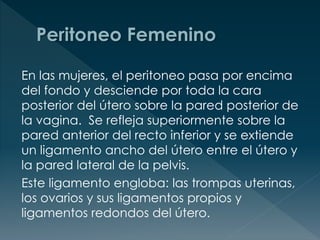 En las mujeres, el peritoneo pasa por encima
del fondo y desciende por toda la cara
posterior del útero sobre la pared posterior de
la vagina. Se refleja superiormente sobre la
pared anterior del recto inferior y se extiende
un ligamento ancho del útero entre el útero y
la pared lateral de la pelvis.
Este ligamento engloba: las trompas uterinas,
los ovarios y sus ligamentos propios y
ligamentos redondos del útero.
 