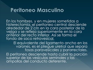 En los hombres, y en mujeres sometidas a
histerectomía, el peritoneo central desciende
alrededor de 2 cm en la cara posterior de la
vejiga y se refleja superiormente en la cara
anterior del recto inferior. Así se forma el
fondo de saco retrovesical.
El equivalente del ligamento ancho en los
varones, es el pliegue uretral que separa
fosas paravesicales y pararrectales.
El peritoneo desciende hasta cubrir la porción
superior de las vesículas seminales y las
ampollas del conducto deferente.
 