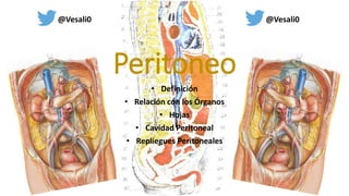 Peritoneo
• Definición
• Relación con los Órganos
• Hojas
• Cavidad Peritoneal
• Repliegues Peritoneales
@Vesali0 @Vesali0
 