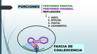 PORCIONES PERITONEO PARIETAL
PERITONEO VISCERAL
REPLIEGUES
1- MESO:
2- EPIPLON:
3- FASCIA:
4- LIGAMENTOS:
EPIPLON
FASCIA DE
COALESCENCIA
 