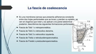 La fascia de coalescencia
 Es una membrana serosa que presenta adherencia constante
entre dos hojas peritoneales que se tocan y pierden su epitelio, se
ven en órganos que rotan y se aplican a la pared abdominal
posterior, describimos las siguientes formaciones peritoneales:
 Fascia de Told 1 o retropancreática.
 Fascia de Told 2 o retrocolico derecha.
 Fascia de Told 3 o retrocolico izquierda.
 Fascia de Treitz o retroduodenopancreatica.
 Fascia de Fredet o preduodenopancreatica.
 