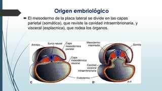 Origen embriológico
 El mesodermo de la placa lateral se divide en las capas
parietal (somática), que reviste la cavidad intraernbrionaria, y
visceral (esplacnica), que rodea los órganos.
 