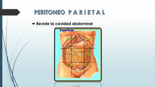  Reviste la cavidad abdominal
 